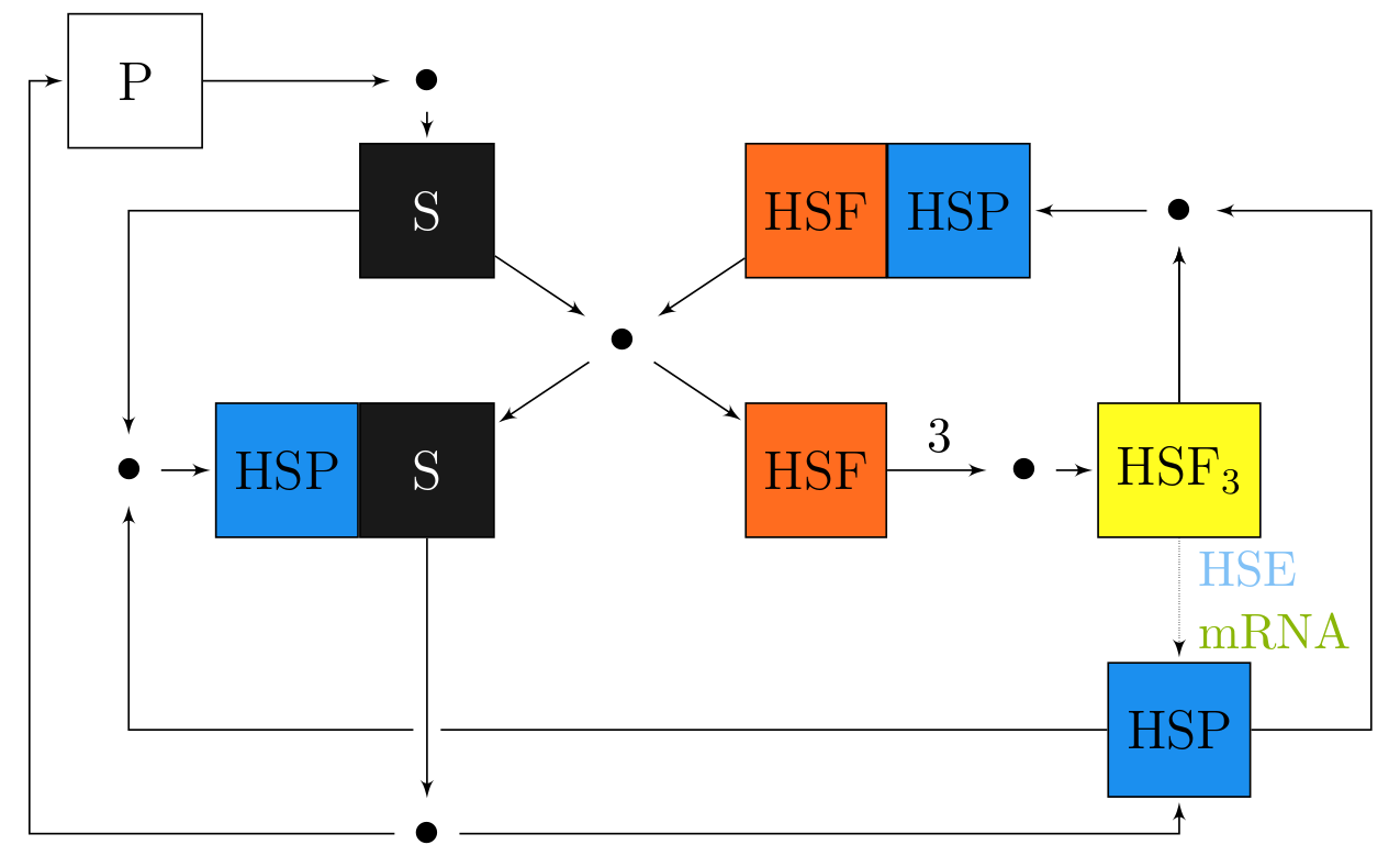 Scheme of heat shock response model.